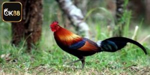 Nuôi Gà Rừng Tại Nhà - Bật Mí Cách Chăm Sóc Hiệu Quả